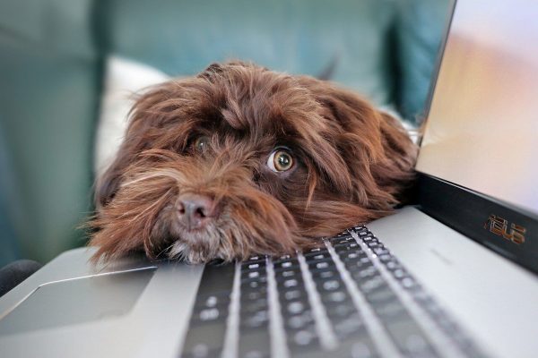 Behavior Modification - What can we learn from our dogs